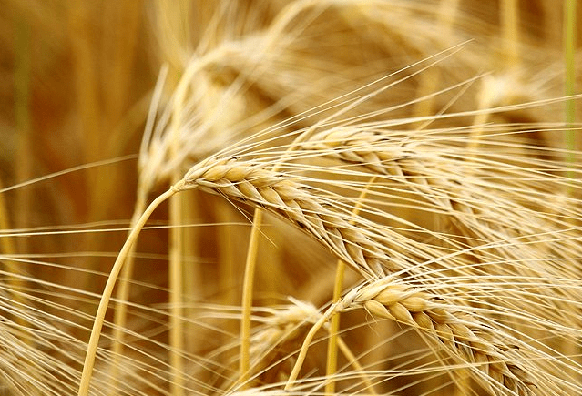 精釀<a href=http://m.yangbailao.com/ target=_blank class=infotextkey>啤酒設備</a>,啤酒廠設備,開辦啤酒廠,麥芽